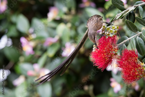 Cape sugar bird looking for nectar in red flowers of bottle brus