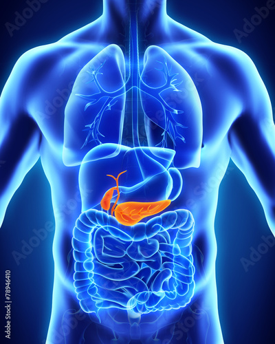 Human Gallbladder and Pancreas Anatomy