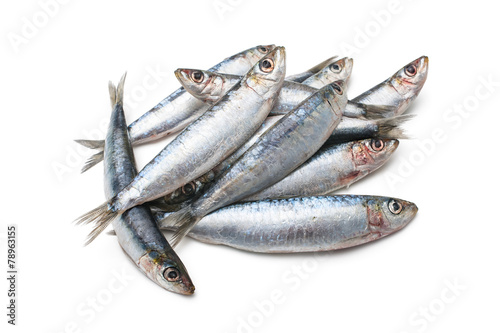 European pilchard