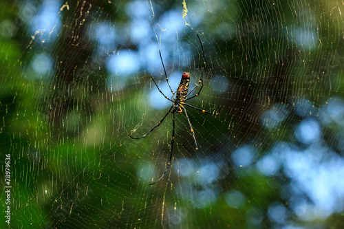 Nephila clavata spider on his web, Penang National Park