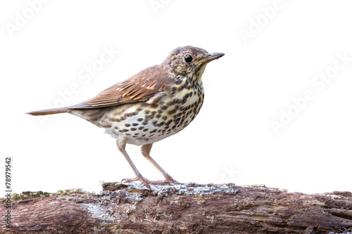 Song thrush on white