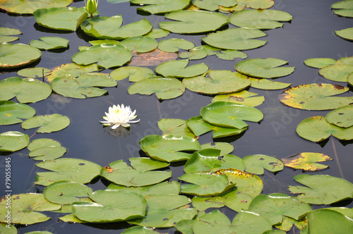 a single white lilypad bloom