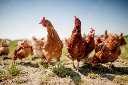 chicken on traditional free range poultry