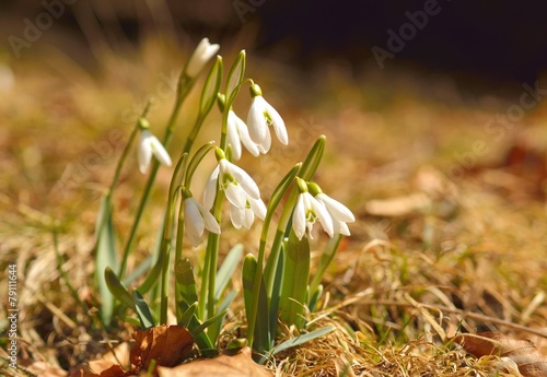 Spring flowers, snowdrops