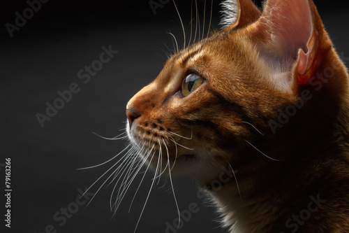 closeup bengal cat profile view