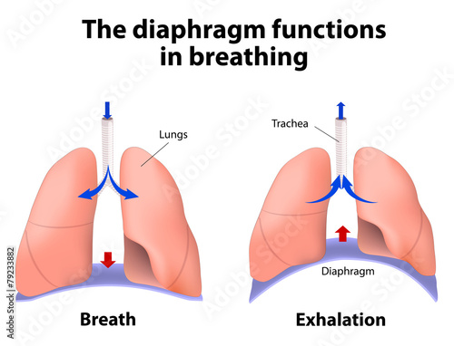 The diaphragm functions in breathing