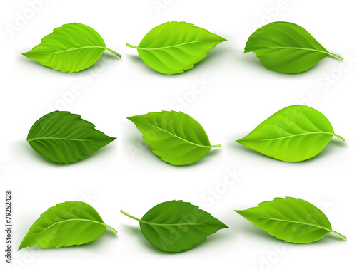 Set of Realistic Green Leaves Collection. Vector Illustration