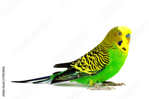 Budgerigar isolated on white background