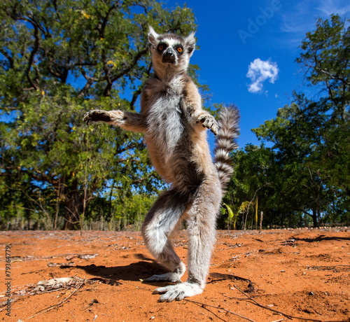 Ring-tailed lemur in Madagascar