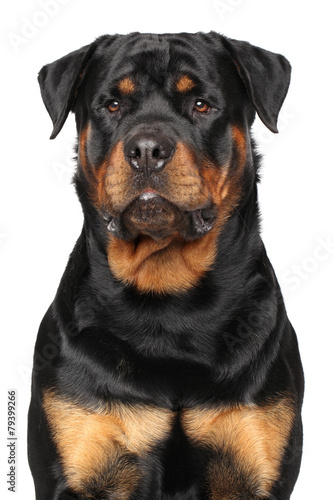 Portrait of a purebred rottweiler