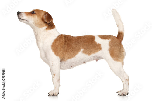 Jack Russell terrier in standing