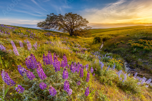 Lupine in sunset at Columbia hills state park, Washington