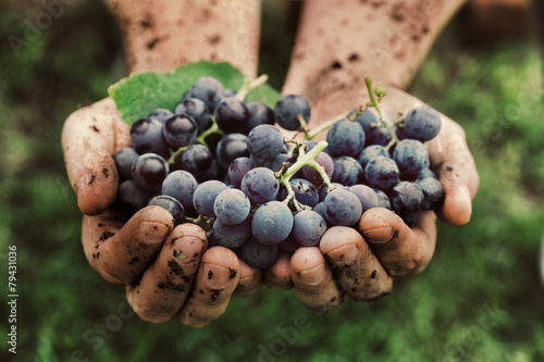 Zbiór winogron