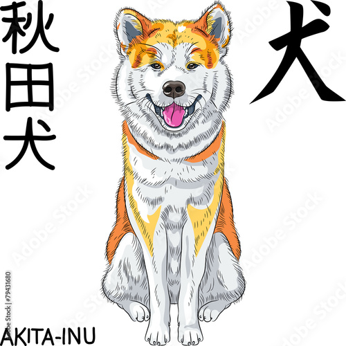 vector sketch dog Akita Inu Japanese breed smiles