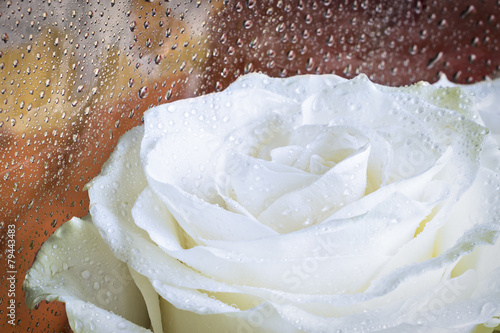 White rose flower and water drops