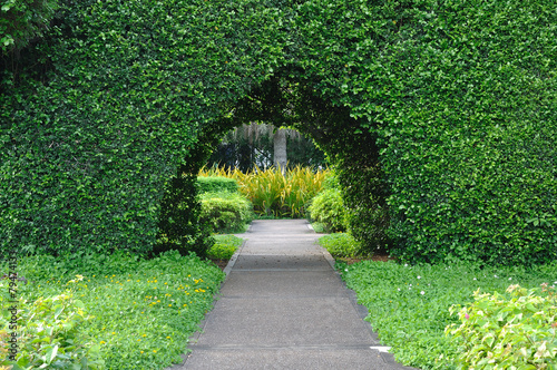 Beautiful bush tunnel in garden