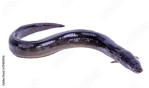 Eel fish isolated on white background