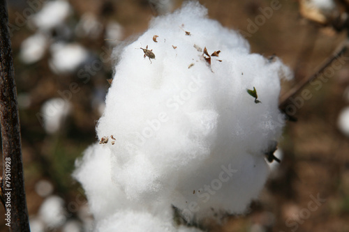 weevil of cotton