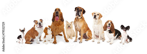 Group of Various Size Dogs