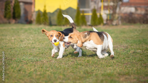 Two Beagle dogs with ball