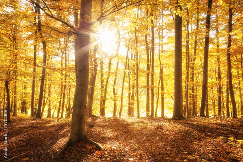 Sonnenschein im goldenen Herbst, Wald
