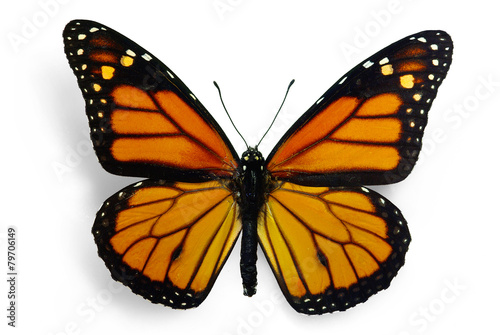 Monarch (Danaus plexippus), a migrant butterfly