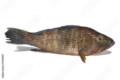 Fresh black sea bass (with clipping path) on white background