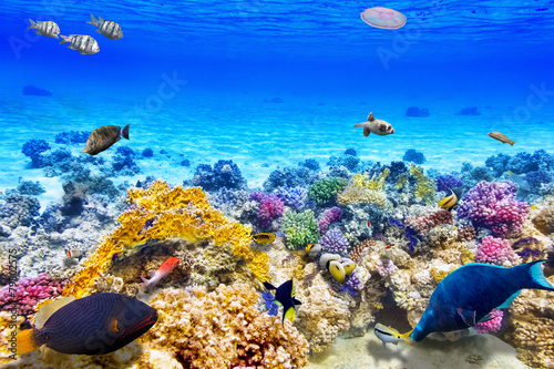 Podwodny świat z koralowcami i tropikalnymi rybami.