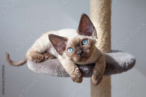 Beautiful happy Devon Rex cat with big blue eyes is sitting on the scratching post and enjoying warm sun light at home. Lifestyle photo, domestic pets concept 