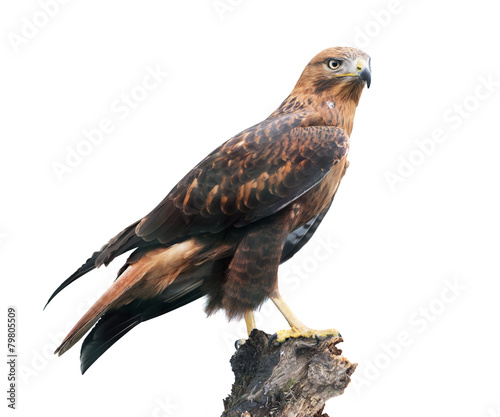 Long-legged buzzard on white