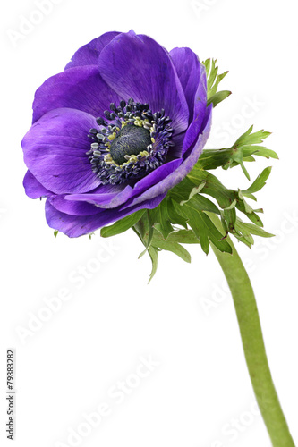 Purple anemone flower isolated on a white background