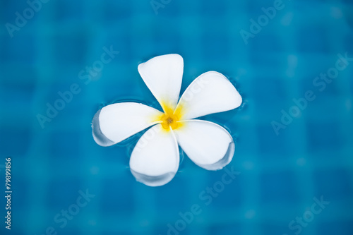frangipani flowers floating on blue water