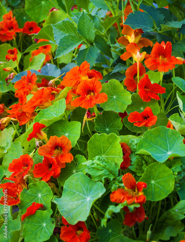 nasturtium