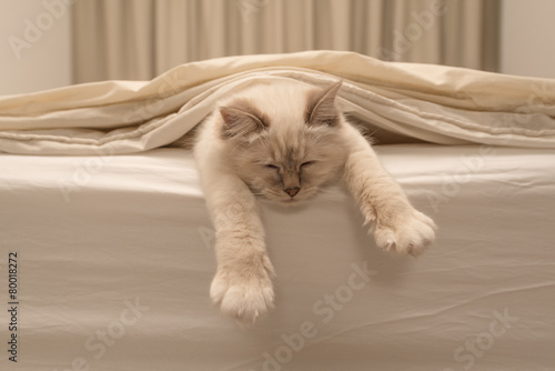 Pure white cat sleeping on white bedding