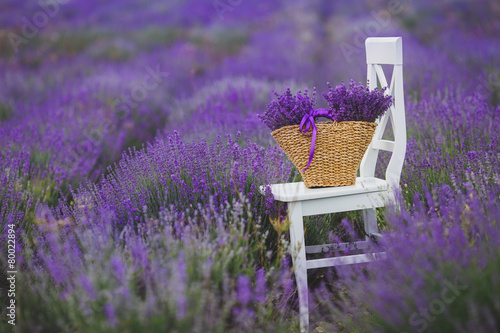 Fragrant blooming lavender in a basket on a lavender field.