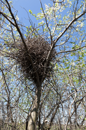 Pica pica. The nest of the Magpie in nature.