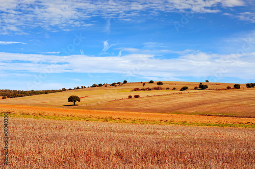 cornfield landscape in the province of Soria, Spain