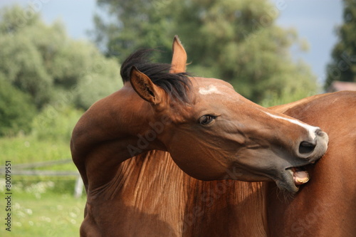 Brown horse scratching itself at the pasture