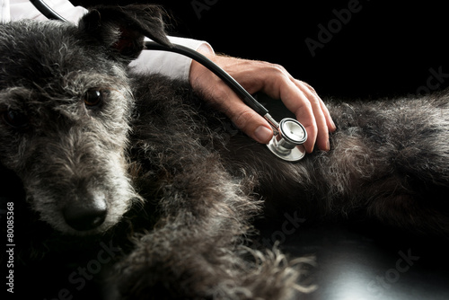 Vet examining a dog with a stethoscope