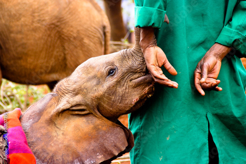 Elephant calf sucking animal keepers hand, Nairobi, Kenya