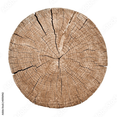 Cross section of tree trunk showing growth rings on white