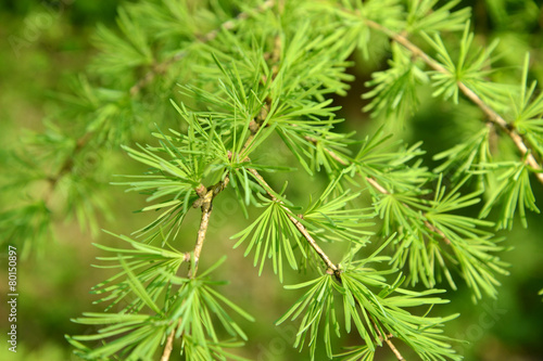 Branches with young green needles of a larch European (Larix dec