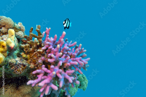 coral reef with violet hood coral in tropical,underwater
