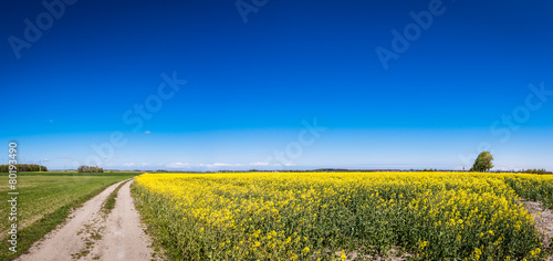 Panorama pola rzepaku