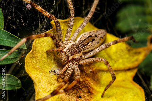 Wolf spider is resting on the net