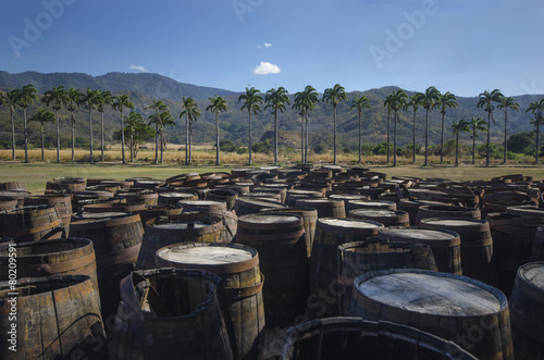 Barriles de ron en plantación de caña de azúcar.