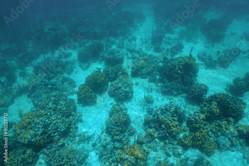Underwater landscape over a Caribbean coral reef