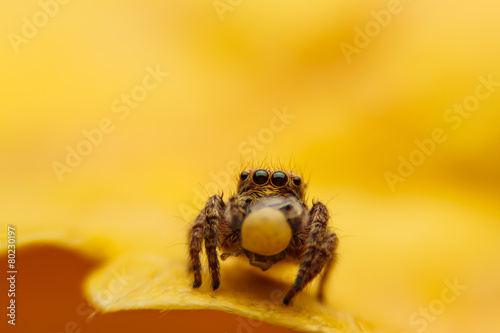  jumper spider on yello leaf