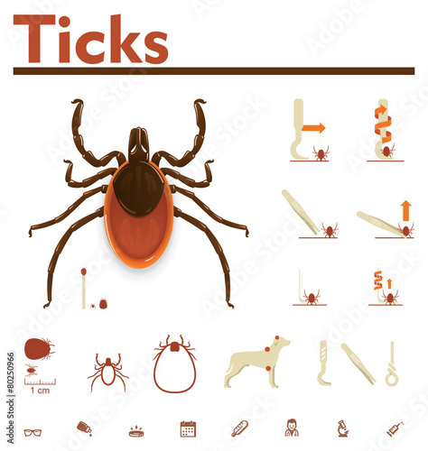 Vector tick infographic