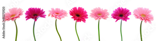 Pink gerber flowers isolated.